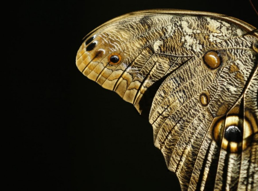Gambar Owl Butterfly