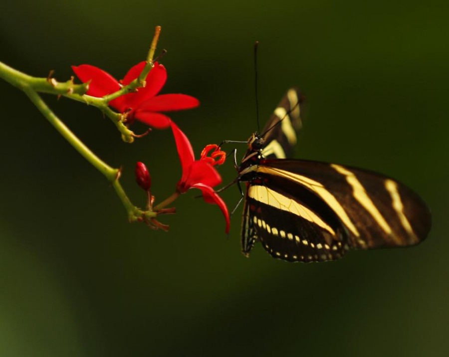 Gambar Zebra longwing Butterfly