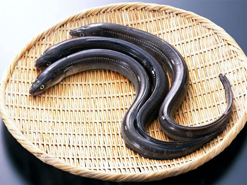 Belut Belut