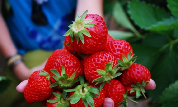 kebun strawberry ciwidey