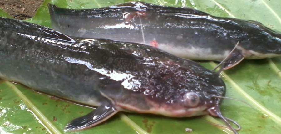 saifkpi.blogspot.com