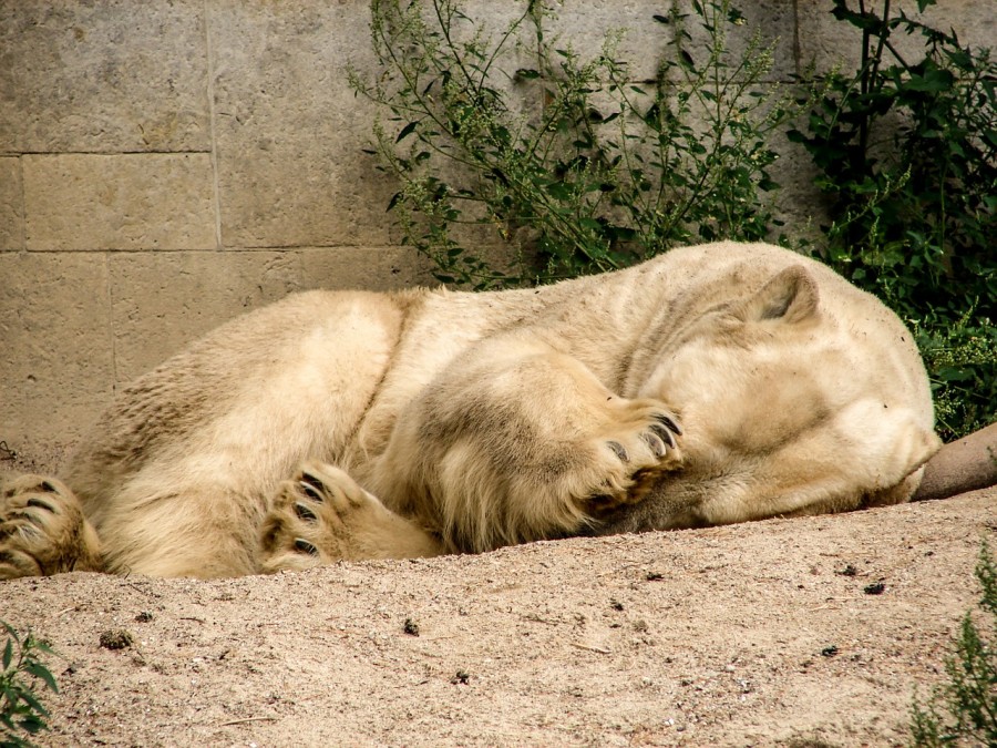 Bulu Beruang Kutub Rontok pada Saat Musim Panas