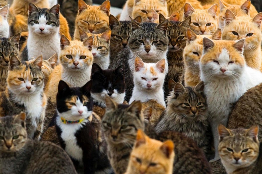 Wow Ratusan Kucing Ini Menguasai Pulau di Bagian Selatan Jepang
