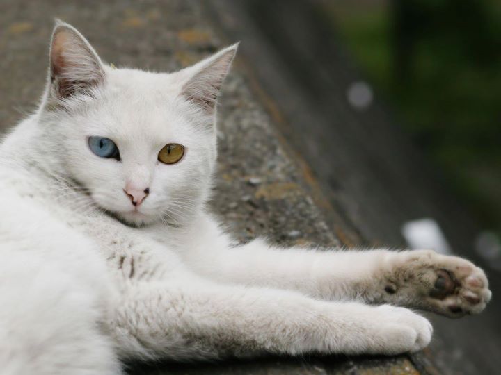 Breed Cat Turkish Anggora