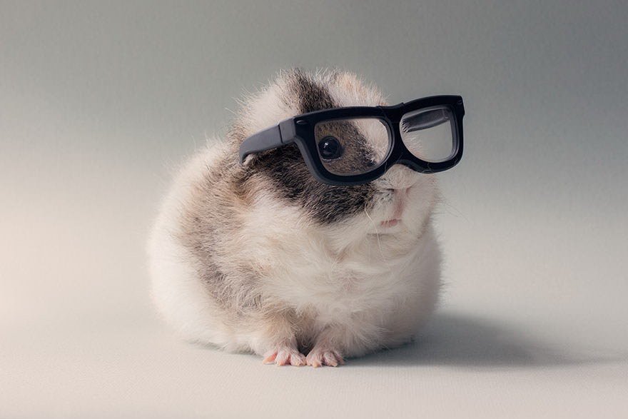 37 Gambar Hamster Lucu Imut yang Akan Bikin Kamu Senyum-senyum Sendiri