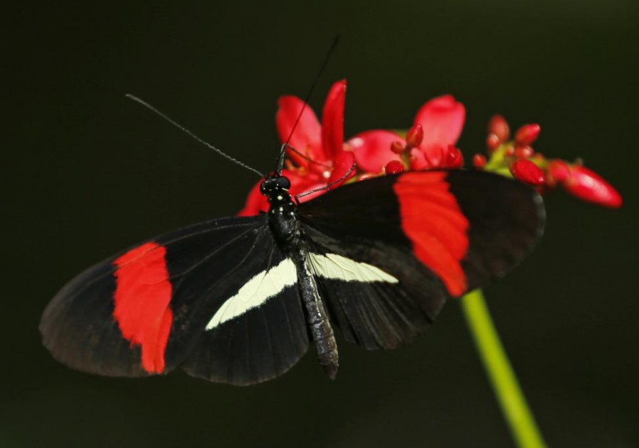 13 Foto Kupu-kupu Bersayap Indah