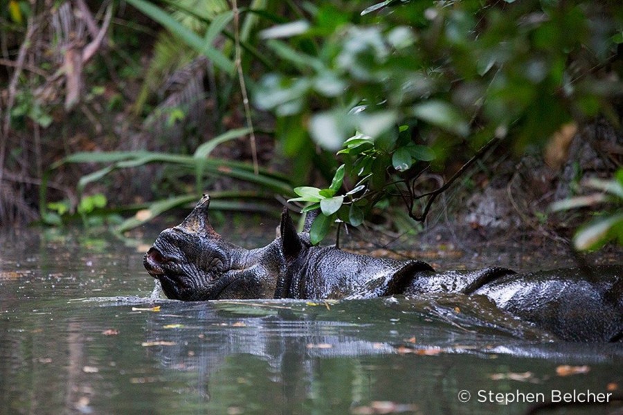 10 Hewan Langka di Indonesia Ini Semakin Terdesak Habitatnya