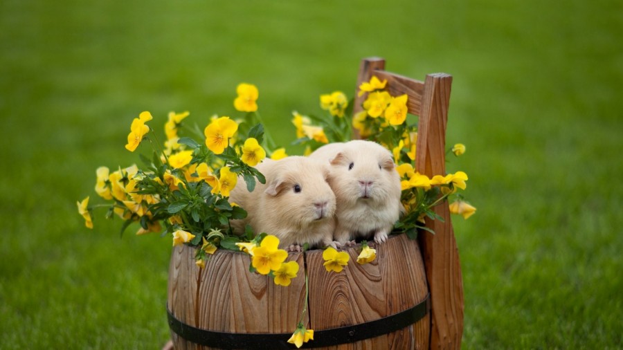 Ketahui 11 Hal Tentang Hamster Ini Sebelum Kamu Memeliharanya di Rumah