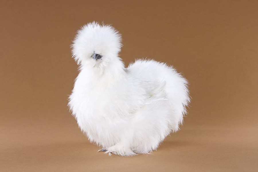 27 Gambar Ayam dari Berbagai Belahan Dunia