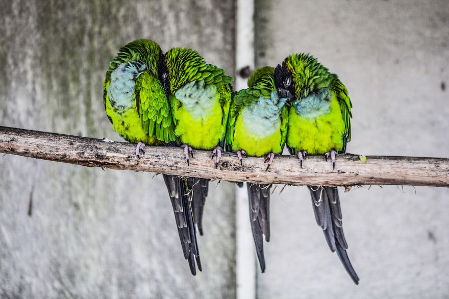 13 Foto Burung-burung Imut yang Saling Berpelukan untuk Menghangatkan Tubuh