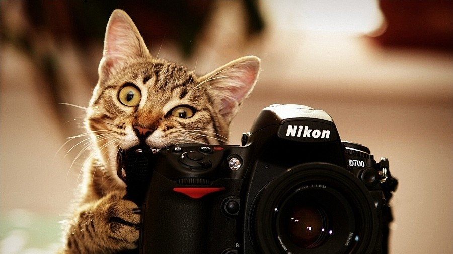 63 Gambar Kucing Lucu Ini Bakal Bikin Kamu Gemes