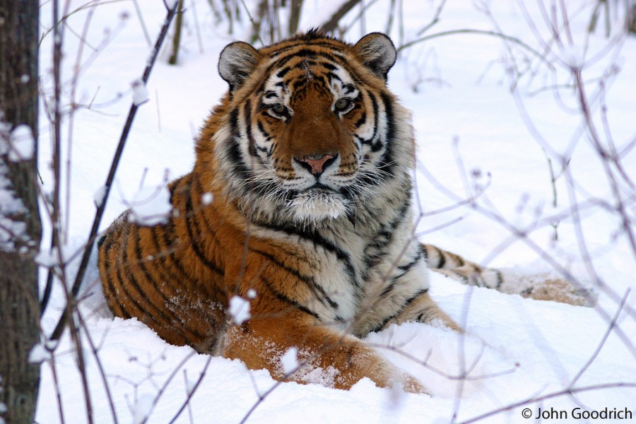 Gambar Harimau dari Berbagai Jenis