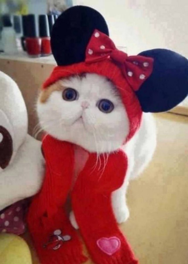 10 Foto Kucing Lucu yang Sedang Memakai Kostum Tokoh Kartun