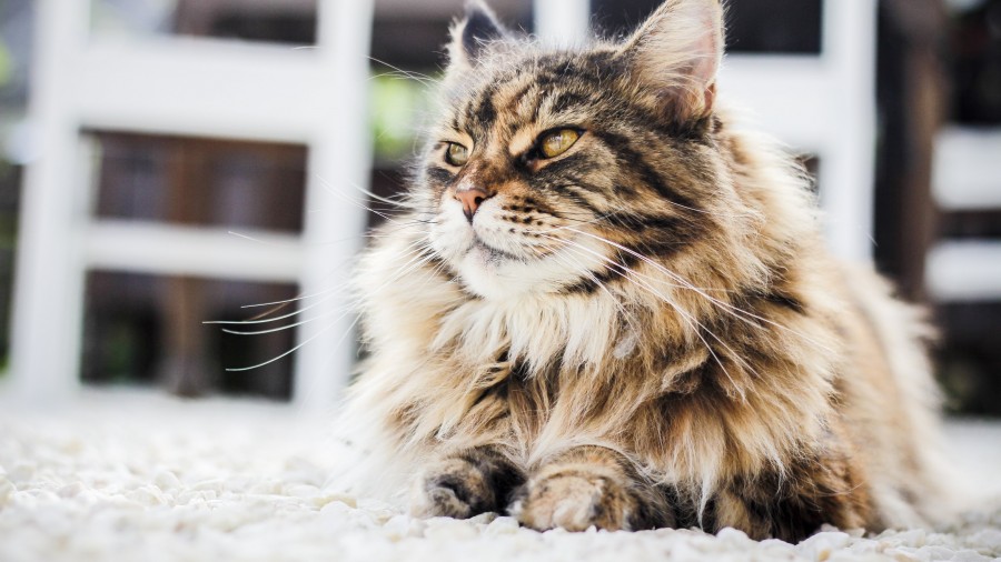 Kucing Persia, Jenis dan Cara Perawatan