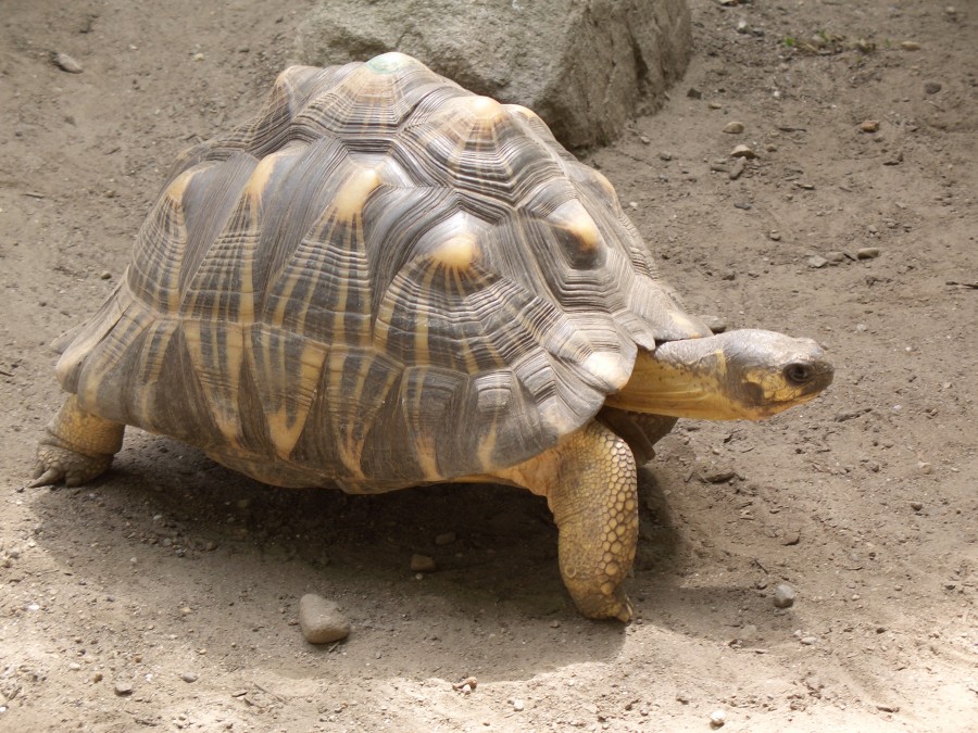 7 Jenis-Kura-kura Unik yang Memiliki Harga Fantastis