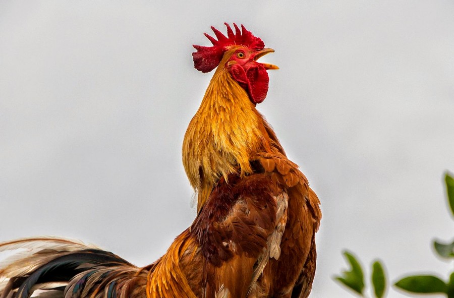 5 Fakta Menarik tentang Ayam Ketawa