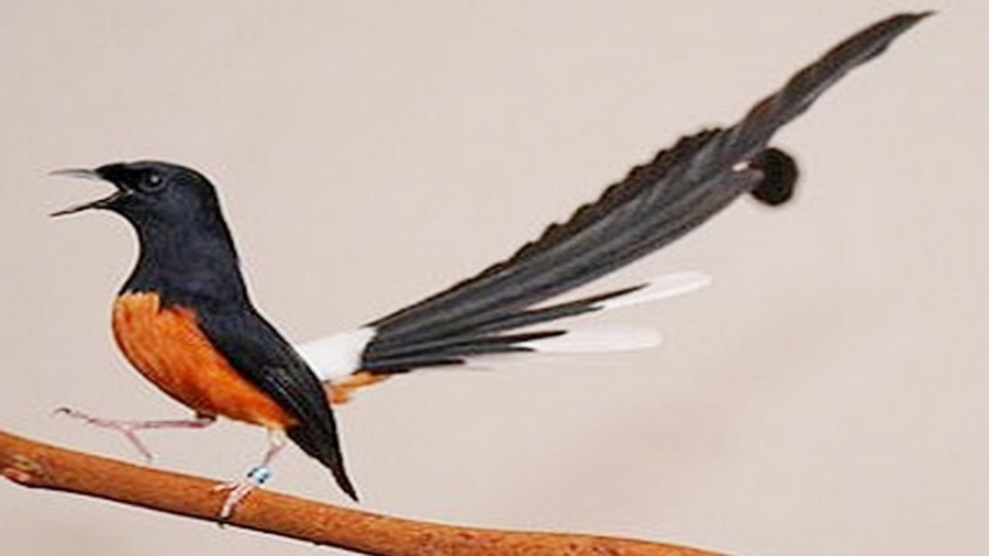 Burung-Murai (www.muraibaturing.com)