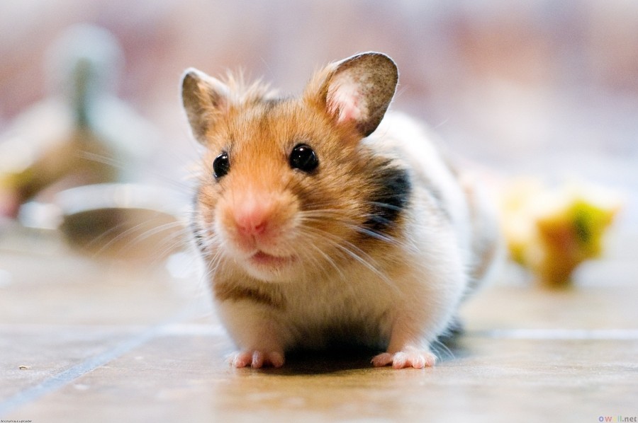 9 Makanan Ini Sangat Baik untuk Pertumbuhan Hamster Kamu