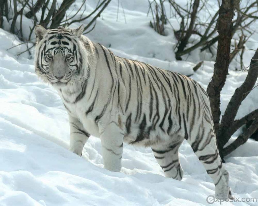 Inilah 6 Fakta Harimau Putih, Salah Satu Kucing Besar yang Hampir Punah