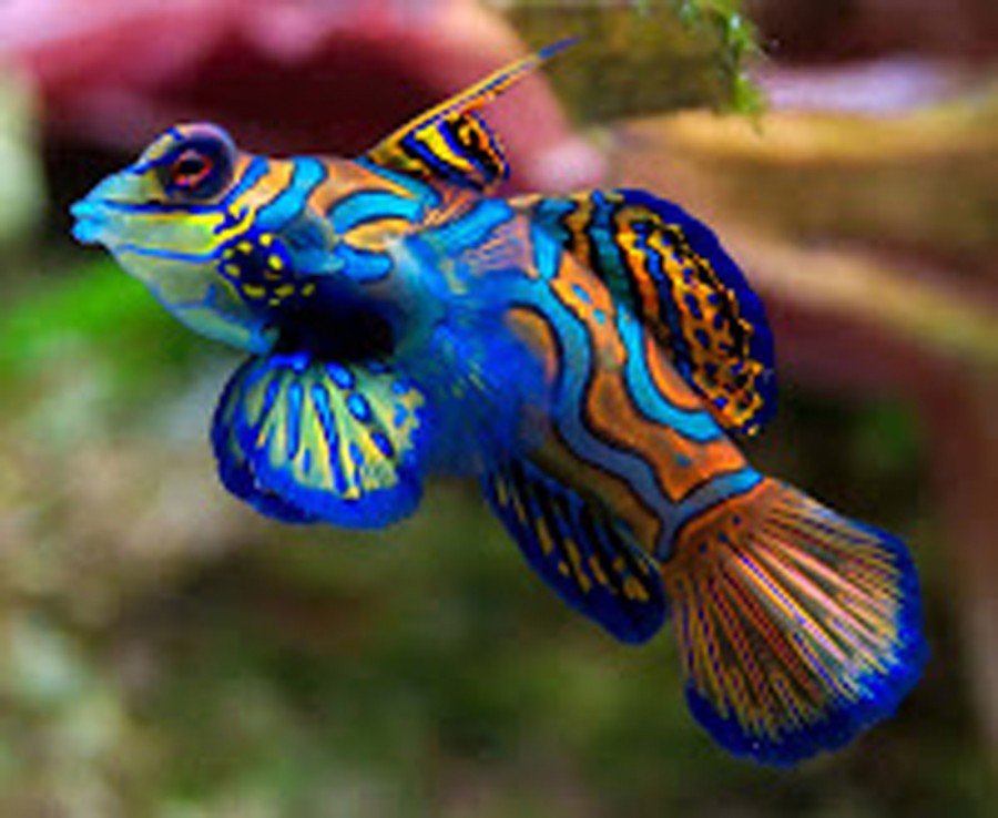 Ini Dia 6 Ikan Paling Cantik dan Lucu dari Seluruh Belahan Dunia yang Memukau Banyak Orang