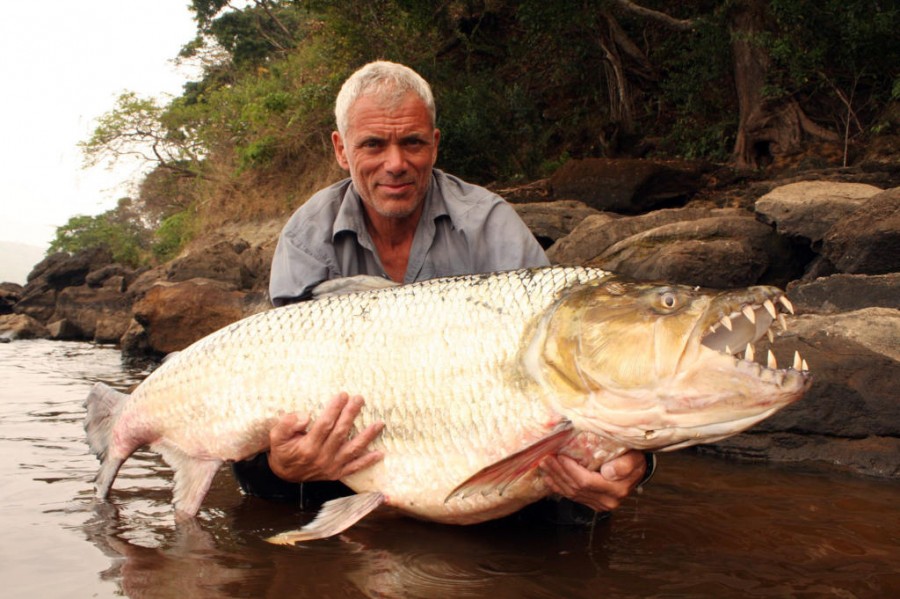Goliath Tigerfish Adalah Monster Sungai Afrika yang Mengerikan