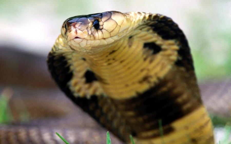 6 Fakta Menarik tentang Ular Kobra