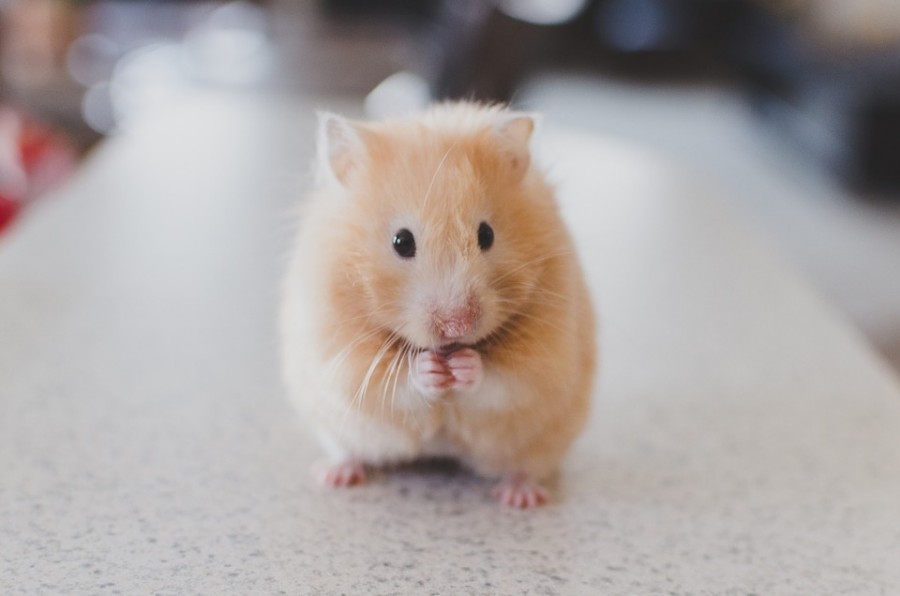 7 Keseruan yang Hanya Dapat Kamu Rasakan Ketika Memiliki Hewan Peliharaan Hamster