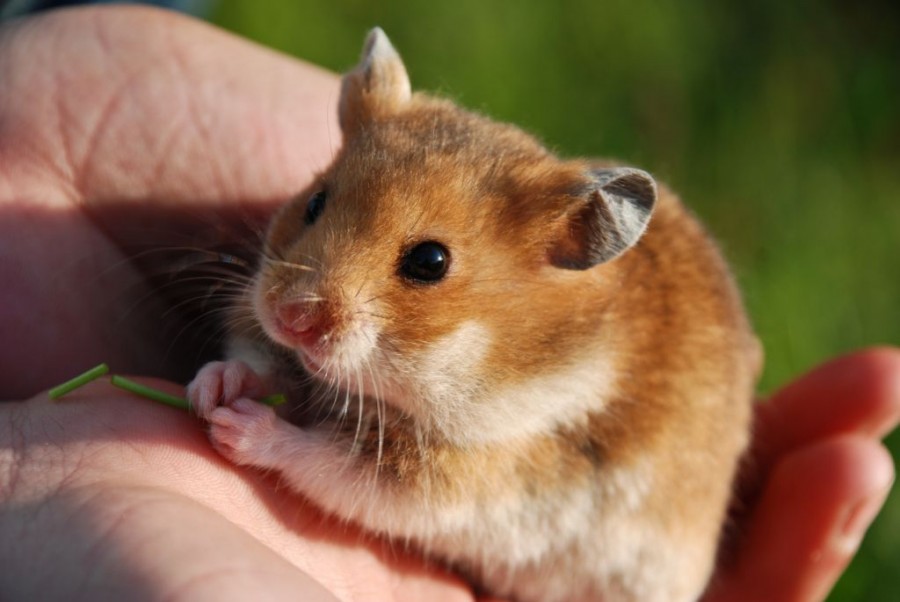 9 Cara Mudah Merawat Hamster Bagi Pemula