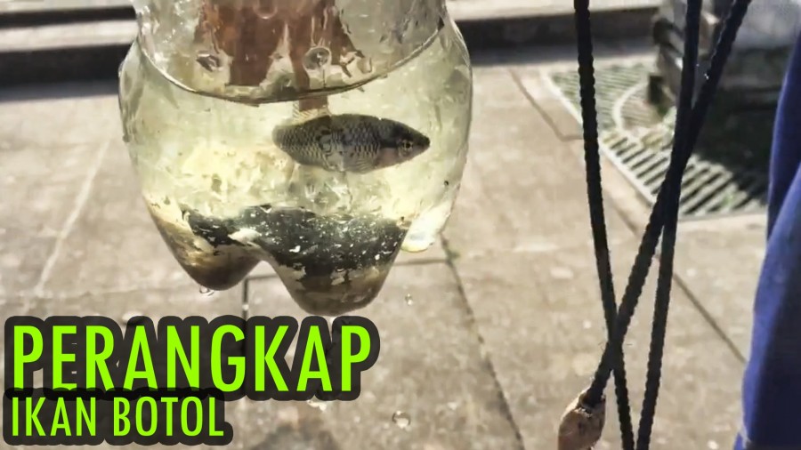 Cara Membuat Perangkap Ikan dari Botol Bekas