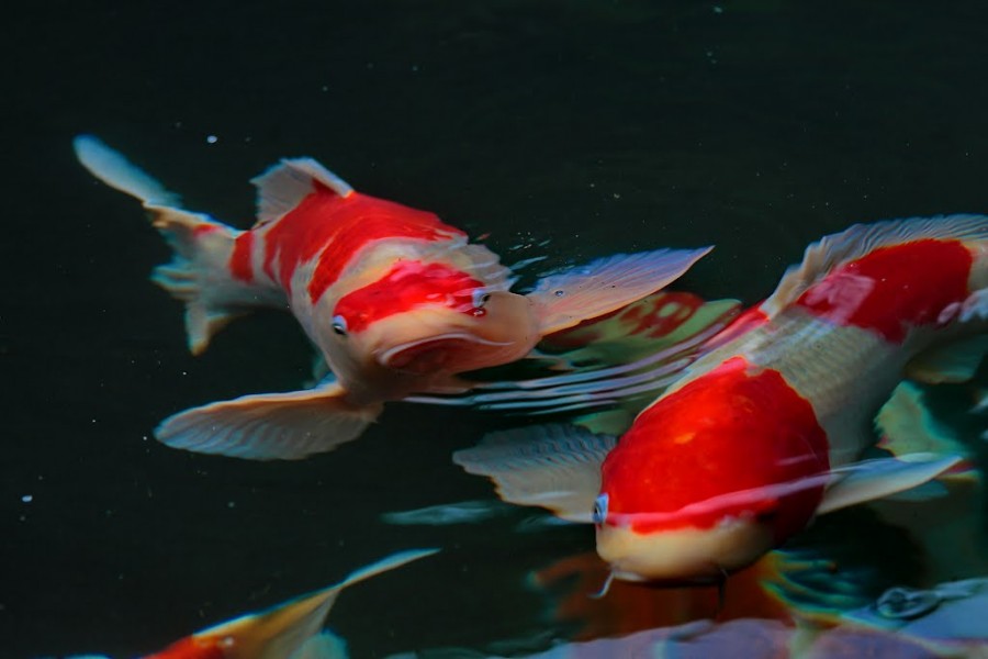 Jenis-Jenis Ikan Hias Koi yang Memiliki Corak Indah