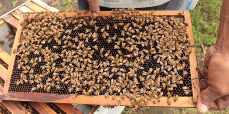 4 Kiat-Kiat dalam Melakukan Budidaya Lebah