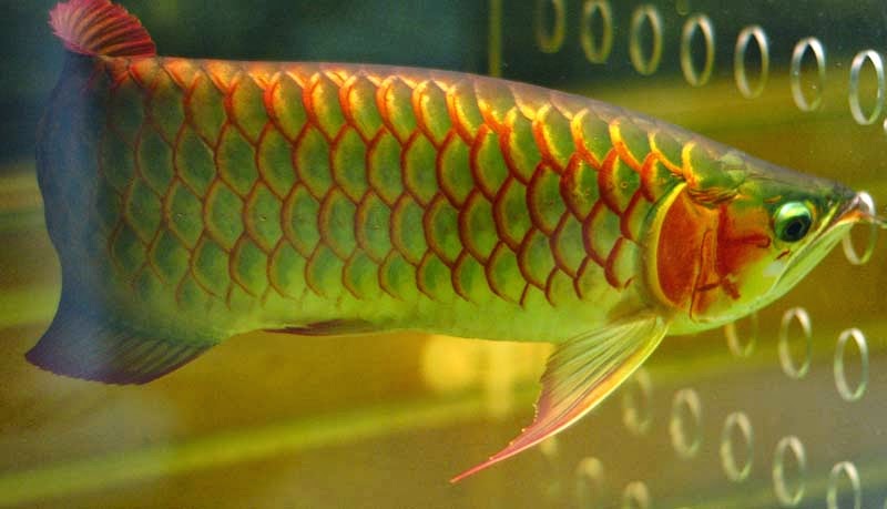 Budidaya Ikan Arwana Golden Red, Si Emas Cantik Asal Indonesia Tercinta