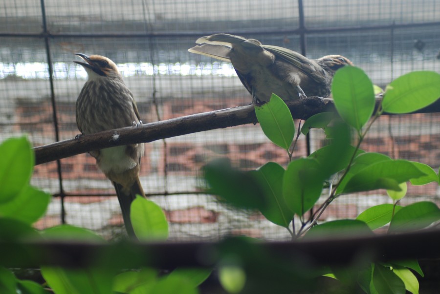 Alasan Ternak Cucak Rowo Banyak Digemari Para Pecinta Burung
