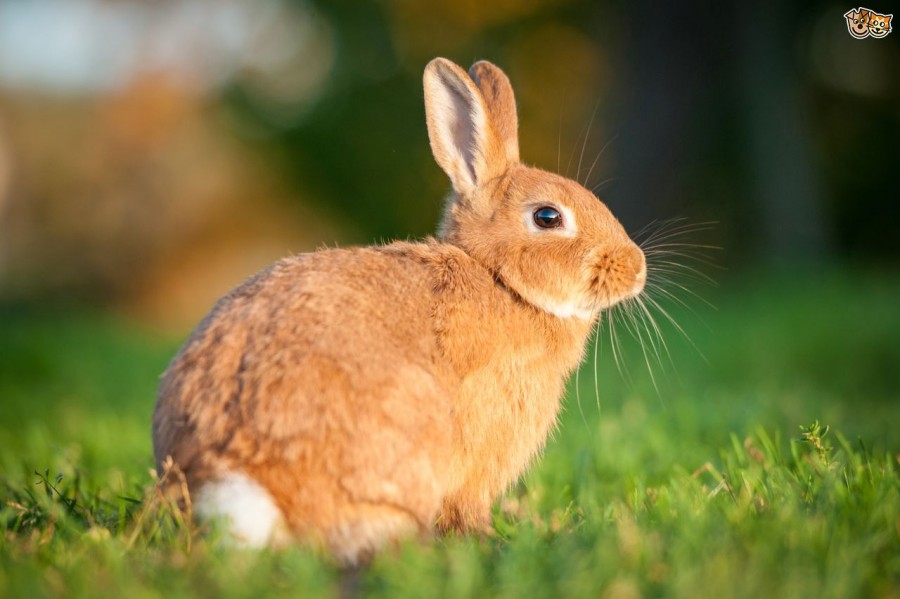 manfaat daging kelinci untuk kesehatan