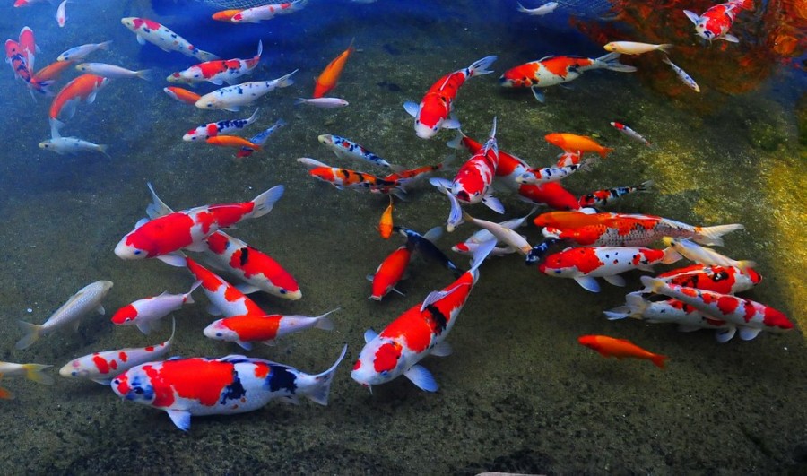 Macam-macam Ikan Hias Khas Jepang