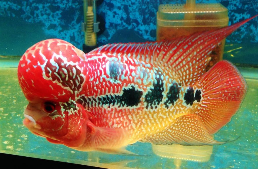 Jenis Ikan Louhan Terbesar dan Termahal yang Tentunya Sangat Menawan