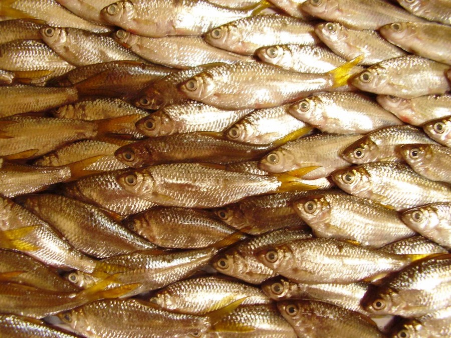 Ikan Nilem, Animalia Herbivora yang Ada di Perairan Asia Tenggara