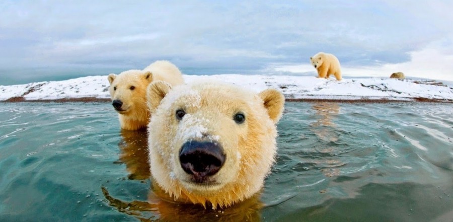 Mengenal Beruang Kutub, Beruang Terbesar yang Hampir Punah