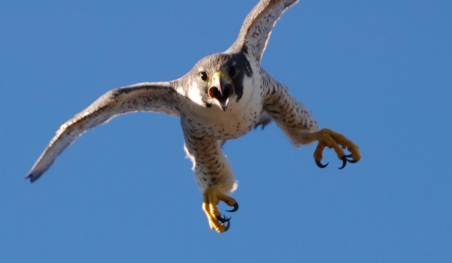Mengenal Peregrine Falcon, Burung Tercepat dengan Kecepatan 390 km/jam
