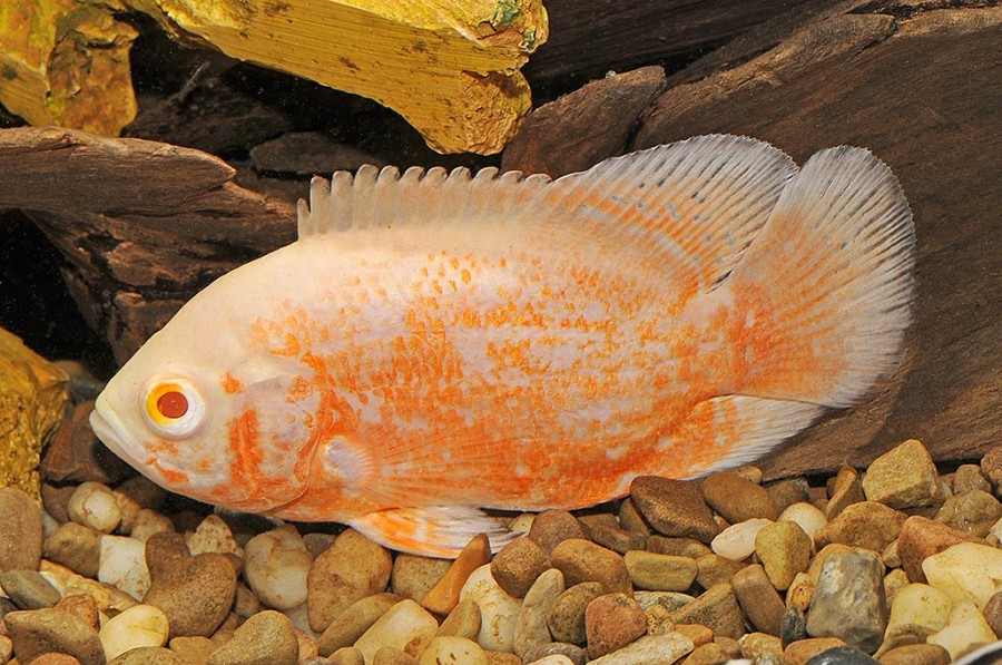 Mengenal Lebih Jauh Ikan Oscar, Ikan Air Tawar yang Paling Mahal