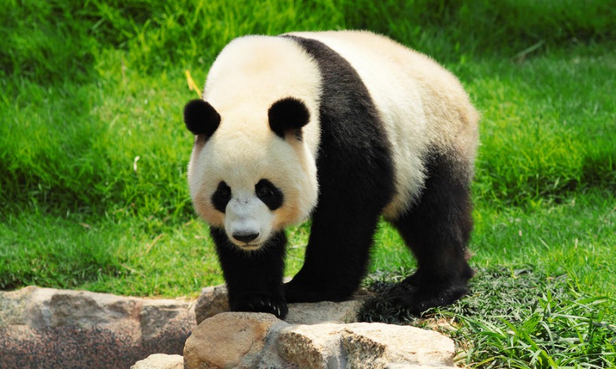 Mengenal Lebih Dekat Hewan Panda yang Lucu