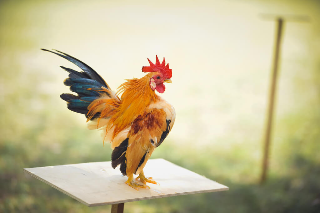 Kumpulan Jenis Ayam Hias Beserta Keterangan dan Gambarnya