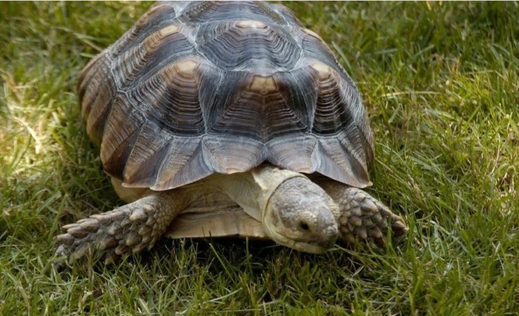 jenis kura-kura peliharan Plougshare Tortoise