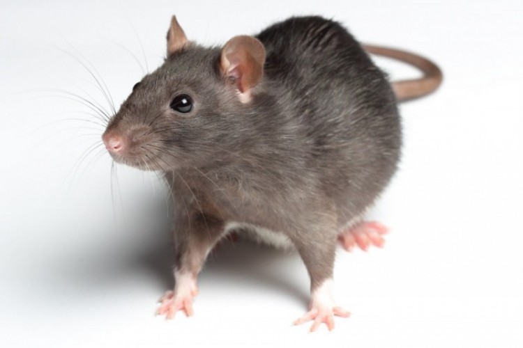 Mengendalikan dan Membasmi Hama Tikus Sawah Dengan Bom Asap Beracun