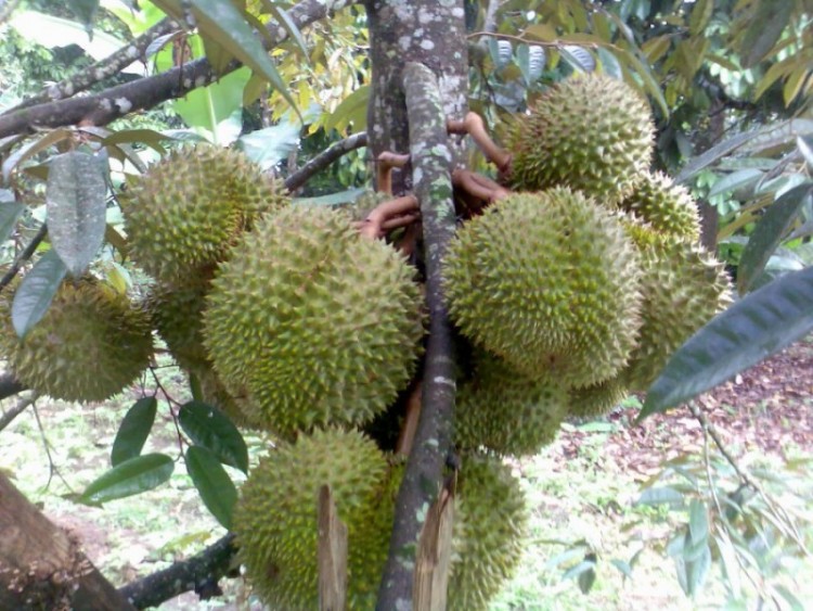 Menanam Dan Budidaya Durian
