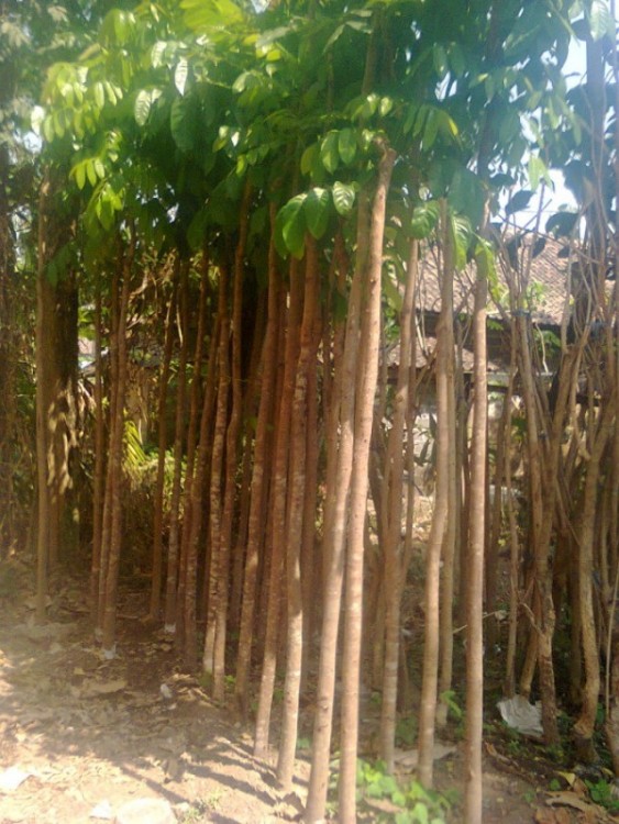 Budidaya Pohon Mahoni