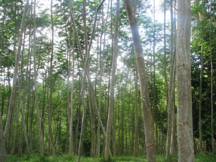 Budidaya Pohon Sengon
