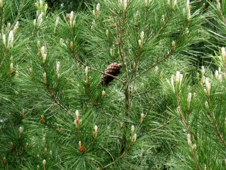 Menanam dan Budidaya Pohon Pinus