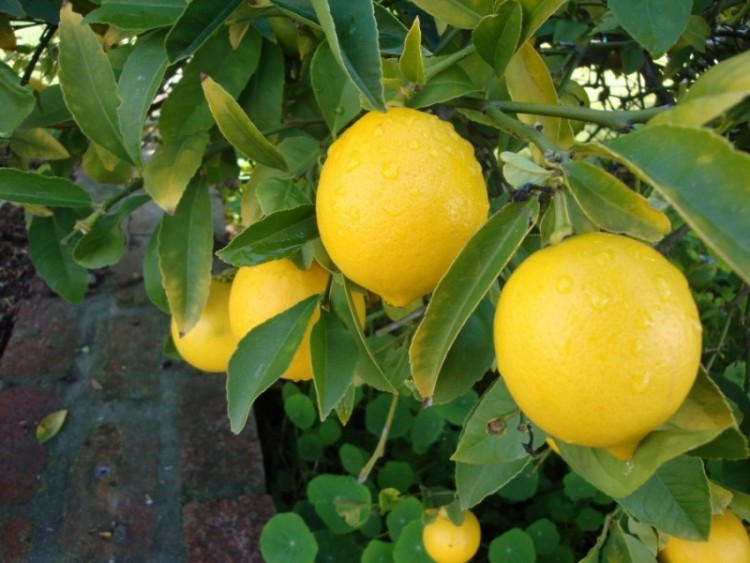 Menanam Dan Budidaya Jeruk Lemon