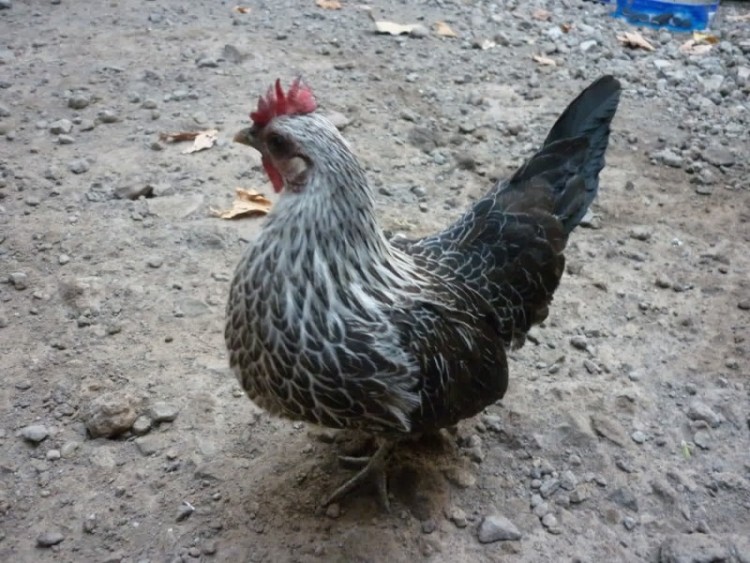 Beternak Dan Budidaya Ayam Kate/Serama